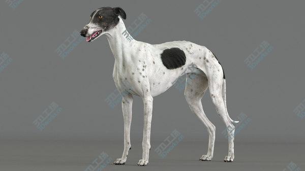 images/goods_img/20210312/3D model Greyhound (4)/1.jpg